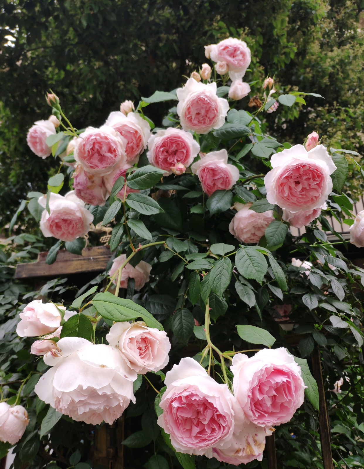 月季花界的"仙女—粉伍德,集颜值,芳香于一身,阳台养也可以