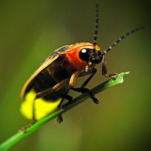 萤火虫为什么可以发光?什么时候看萤火虫最好?