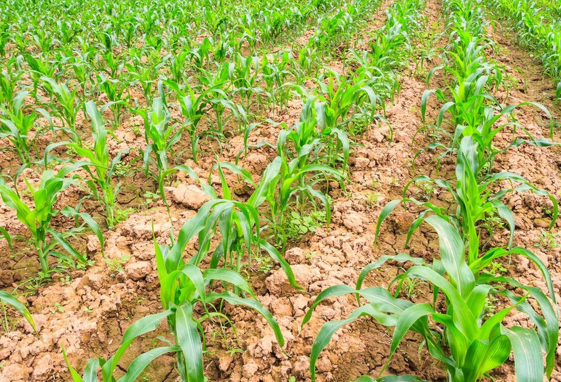 喷施玉米苗后除草剂有哪些注意事项?老农说有6禁喷,谁打谁吃亏