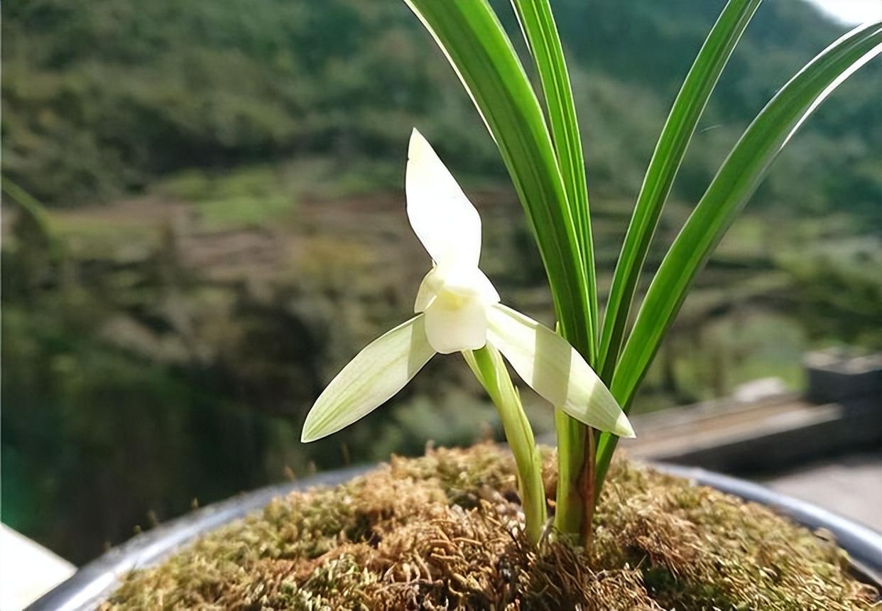 精品兰花——雪影