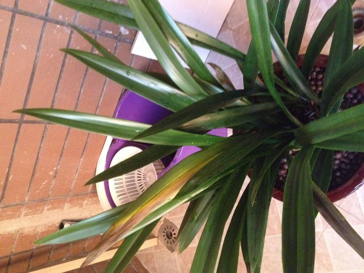 叶枯病来临时兰花叶片会出现什么特征,对此该怎样防治?