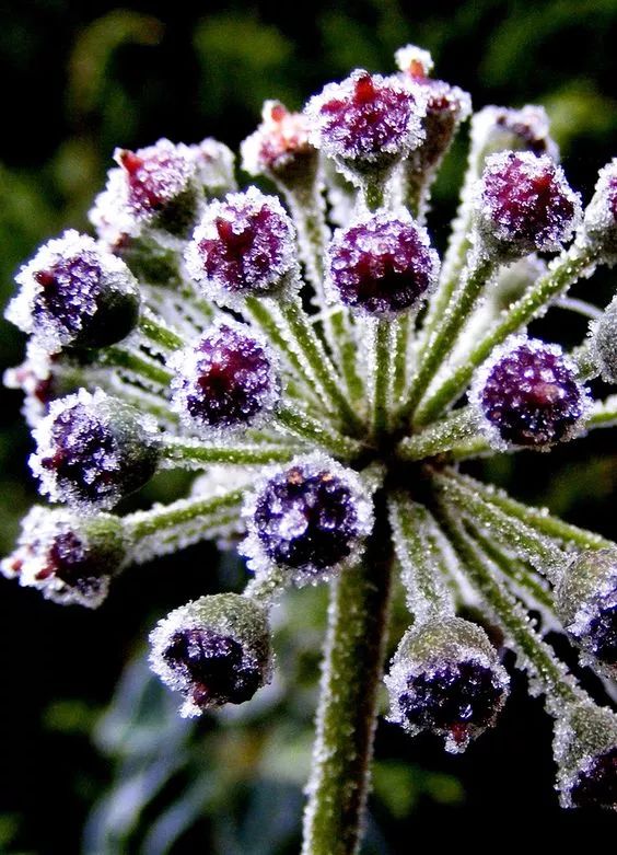 雪中花图片高清图片