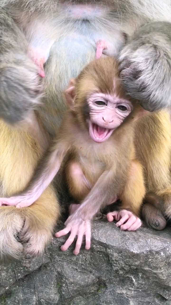 小猴这是什么表情