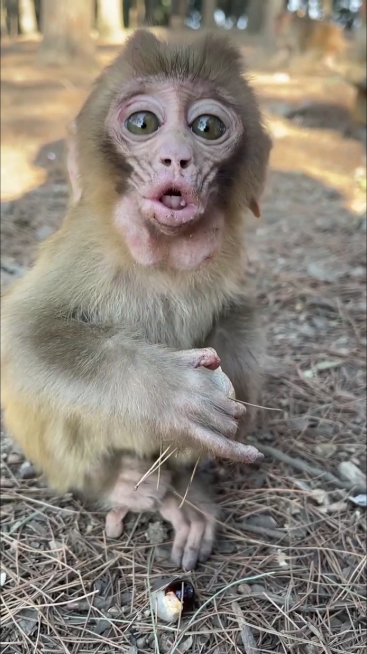 小猴吃饱了吹个口哨