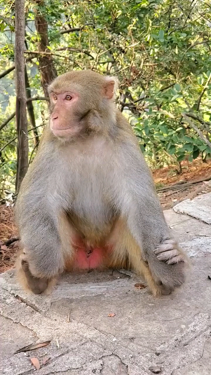 英俊帅气的大公猴