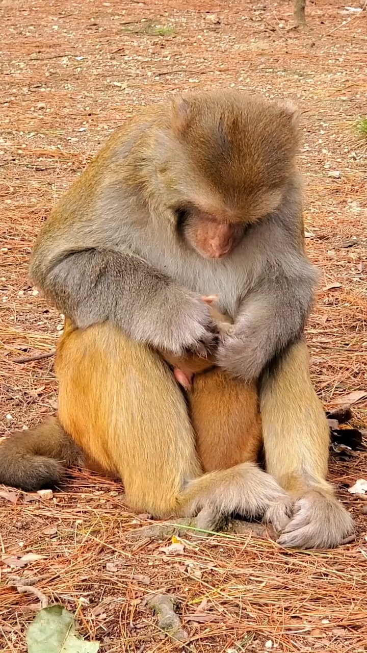 大公猴也有柔情的一面