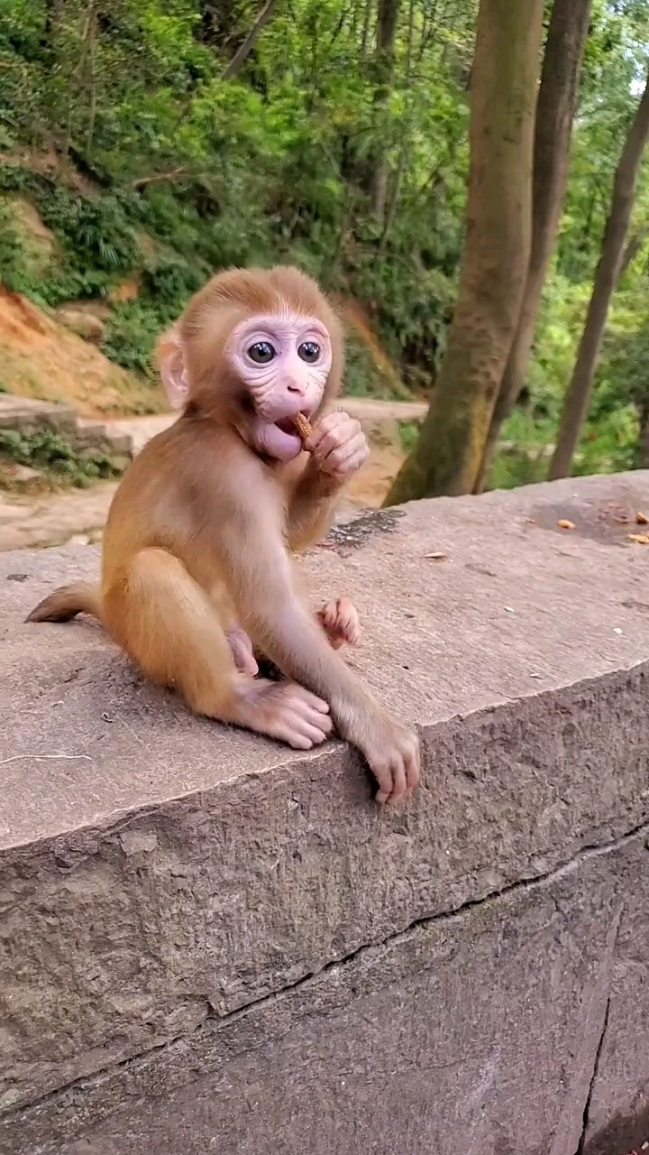 漂亮可爱的小猴子