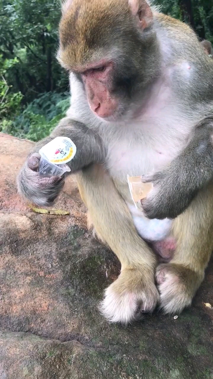 大公猴吃果冻很斯文