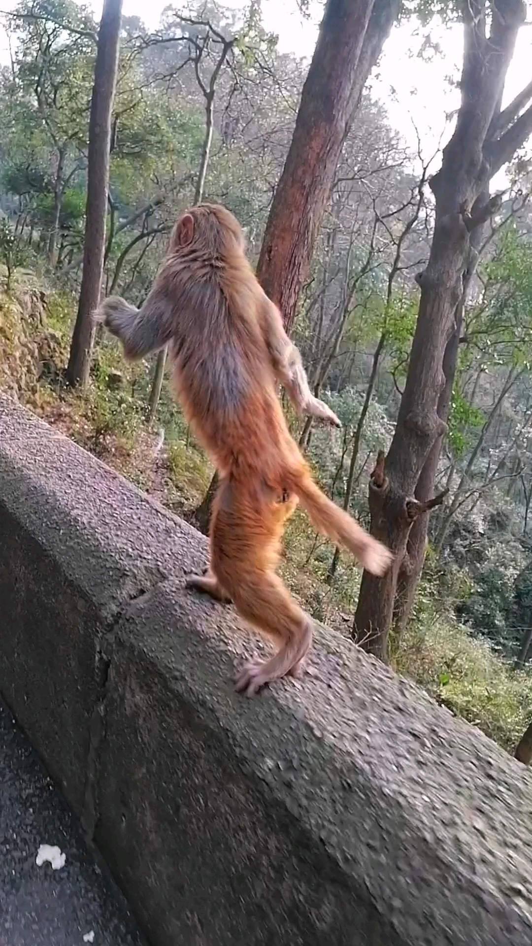小猴子学会站着走路