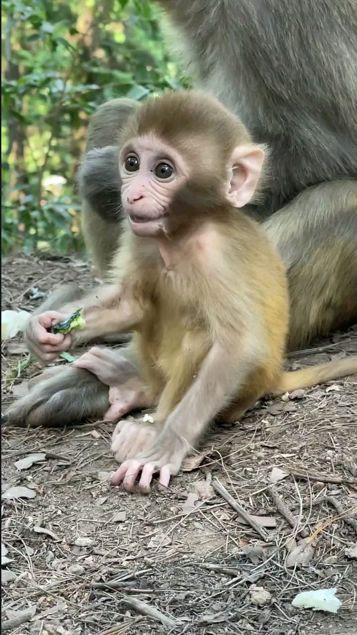 可爱乖巧的小猴子