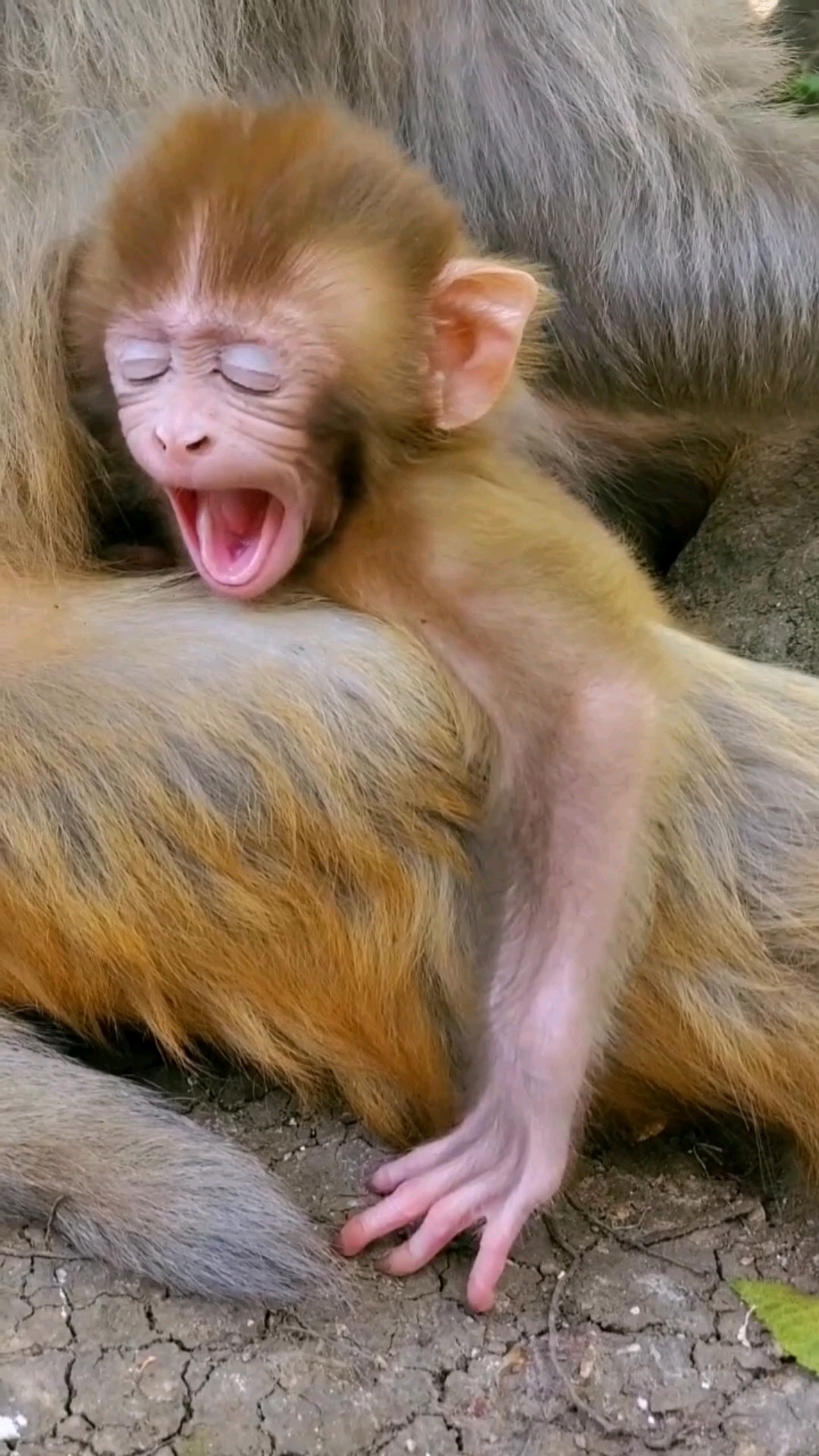 猴宝宝犯困打瞌睡