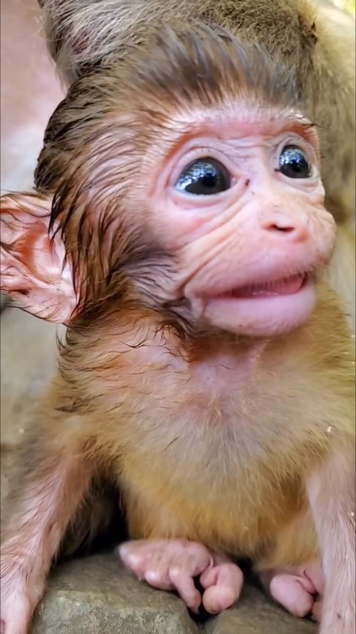 小猴这是什么表情?