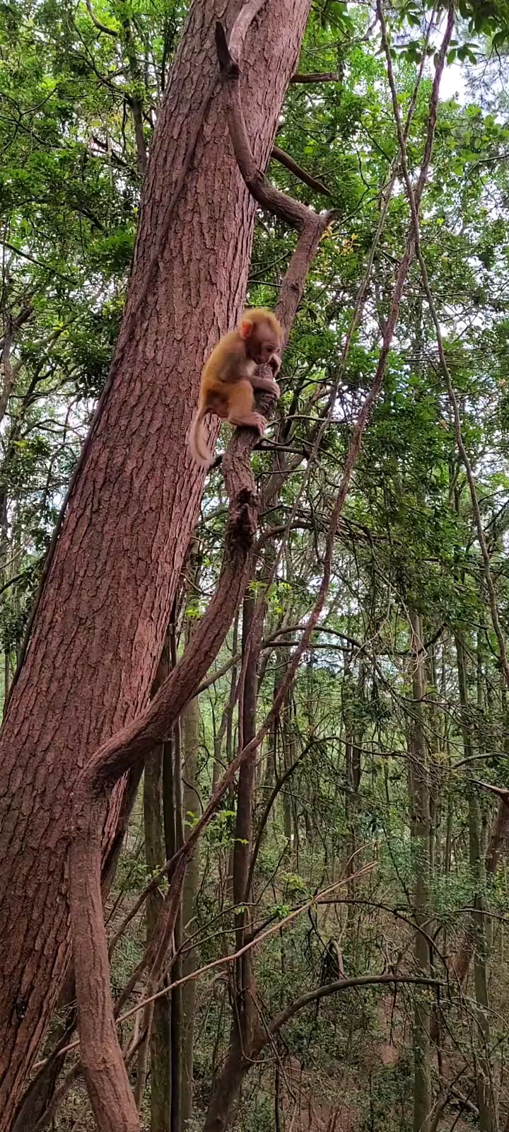 小猴子在树上吹口哨