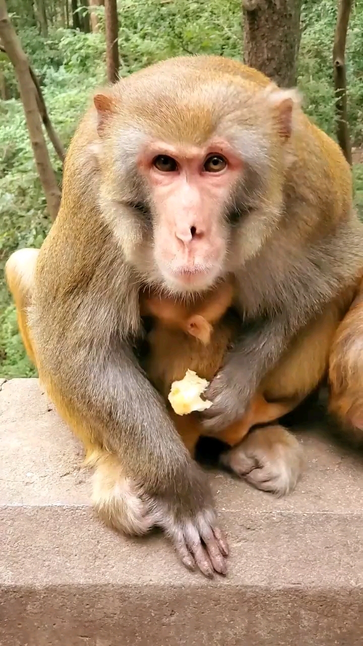 大公猴也有柔情的一面