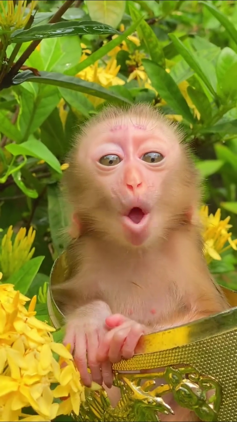 小猴这是什么表情