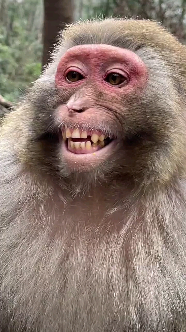 母猴子皮笑肉不笑