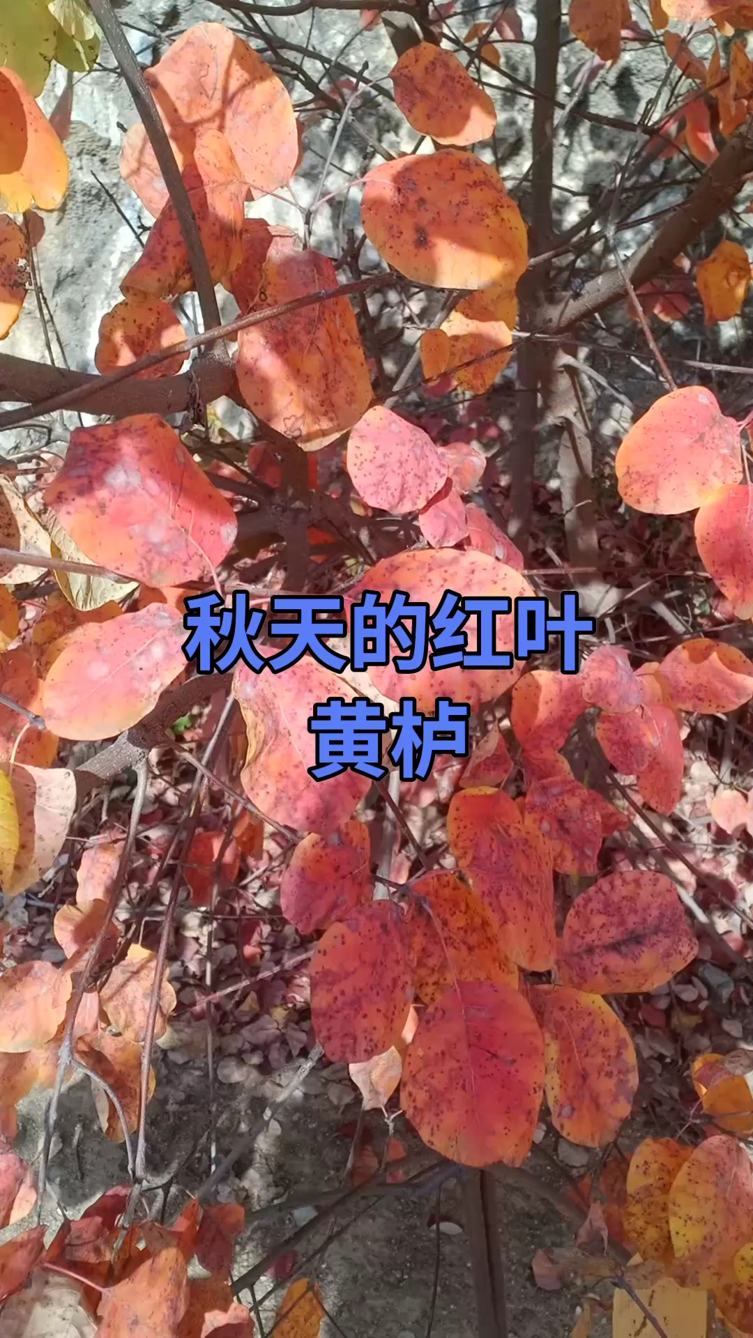 红叶绿植名字及图片图片