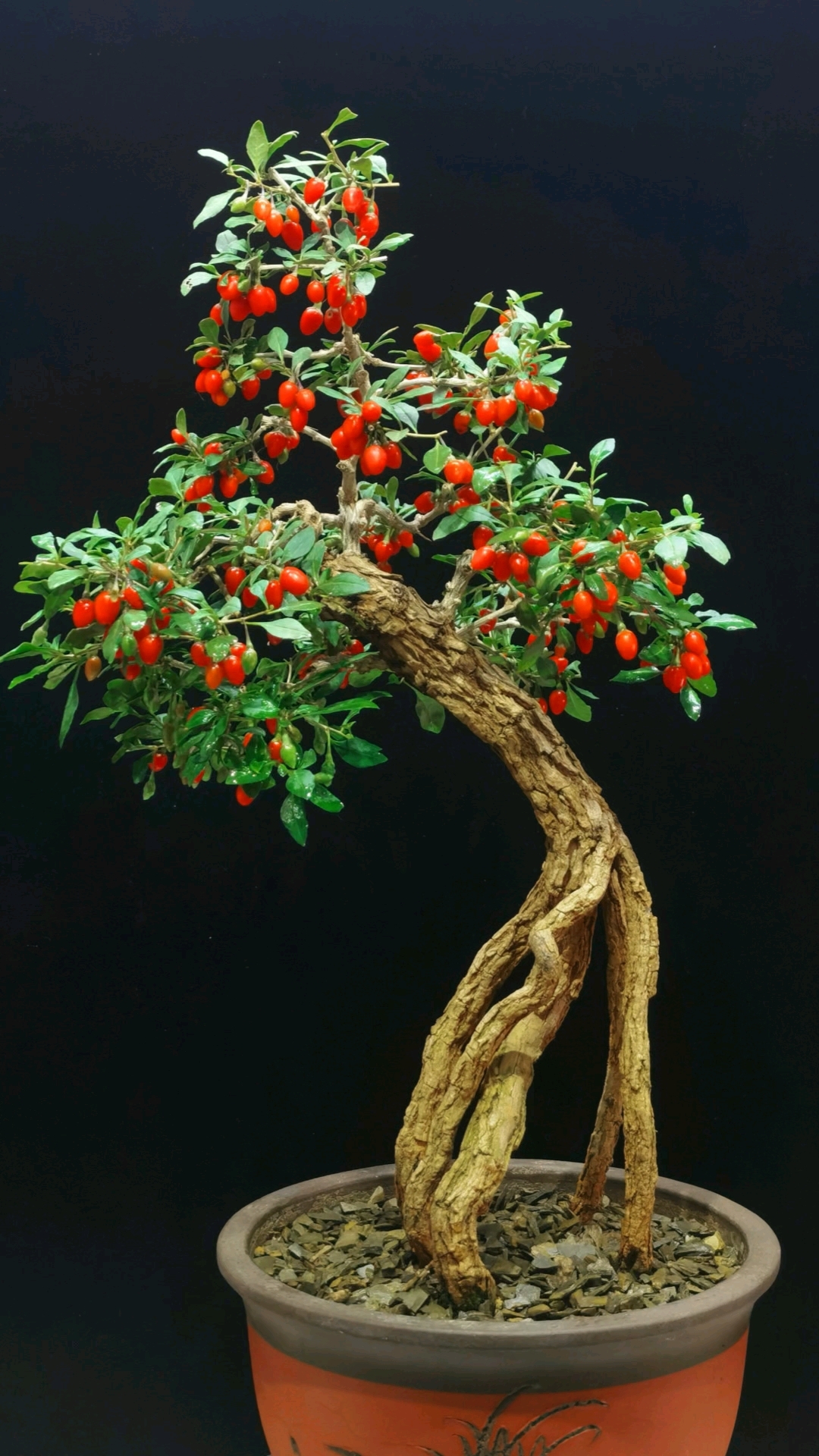 枸杞盆景