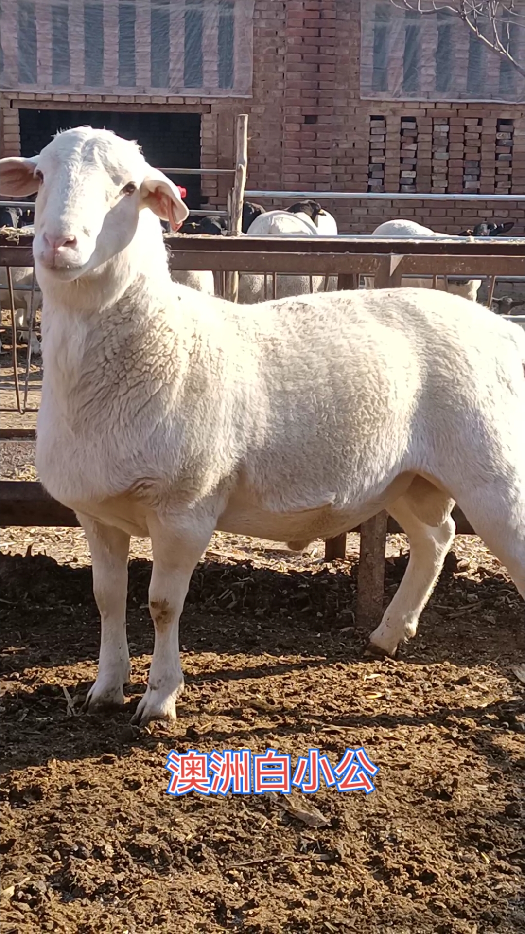澳州白小公羊