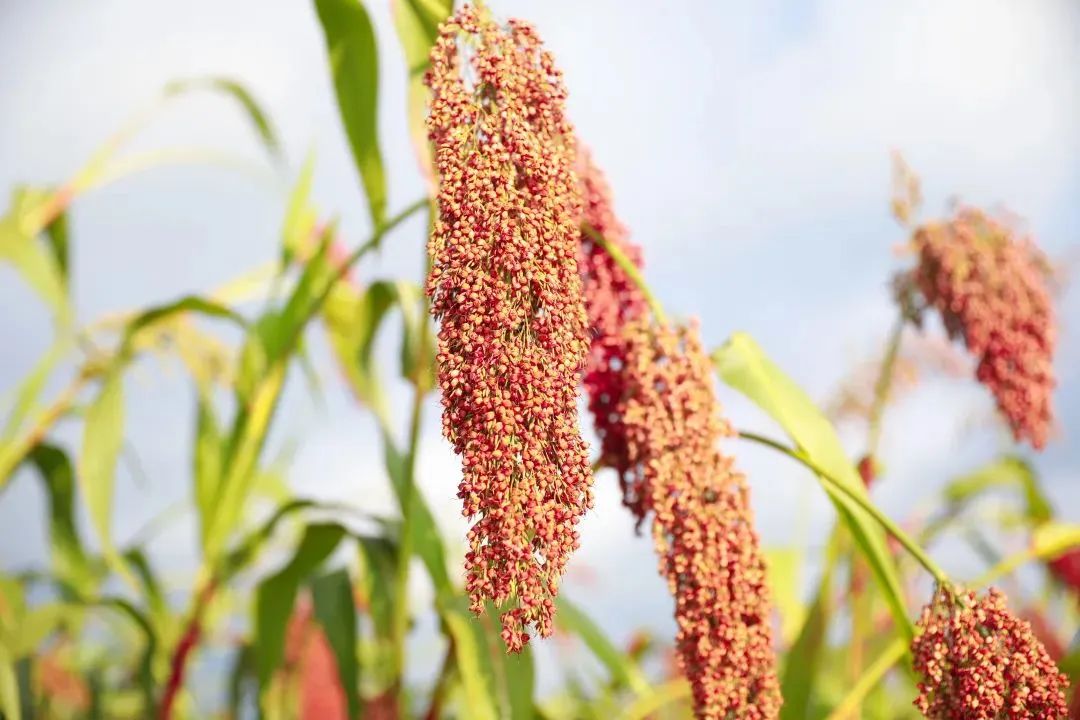 12000亩红缨子糯高粱大丰收,其纯度是历年最高!