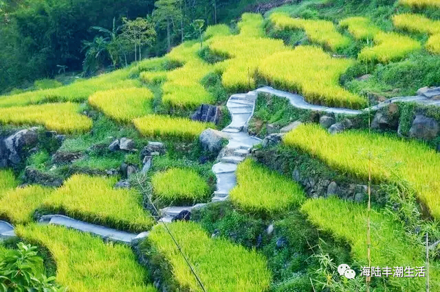 汕尾陆河景色—画境里的梯田