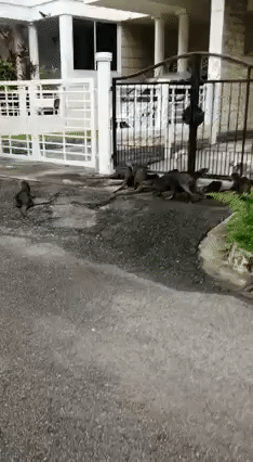 (视频源:lauraelford 脸书) 经过有狗狗的邻居家时,水獭家族甚至停