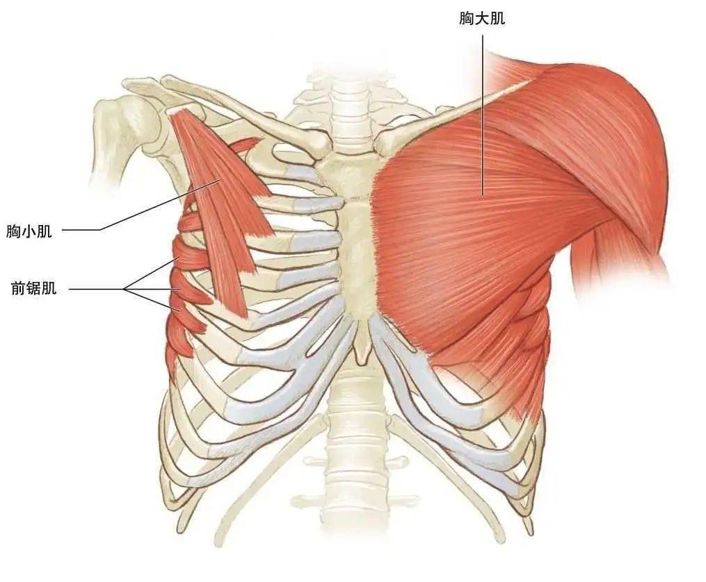 胸大肌的拮抗肌图片
