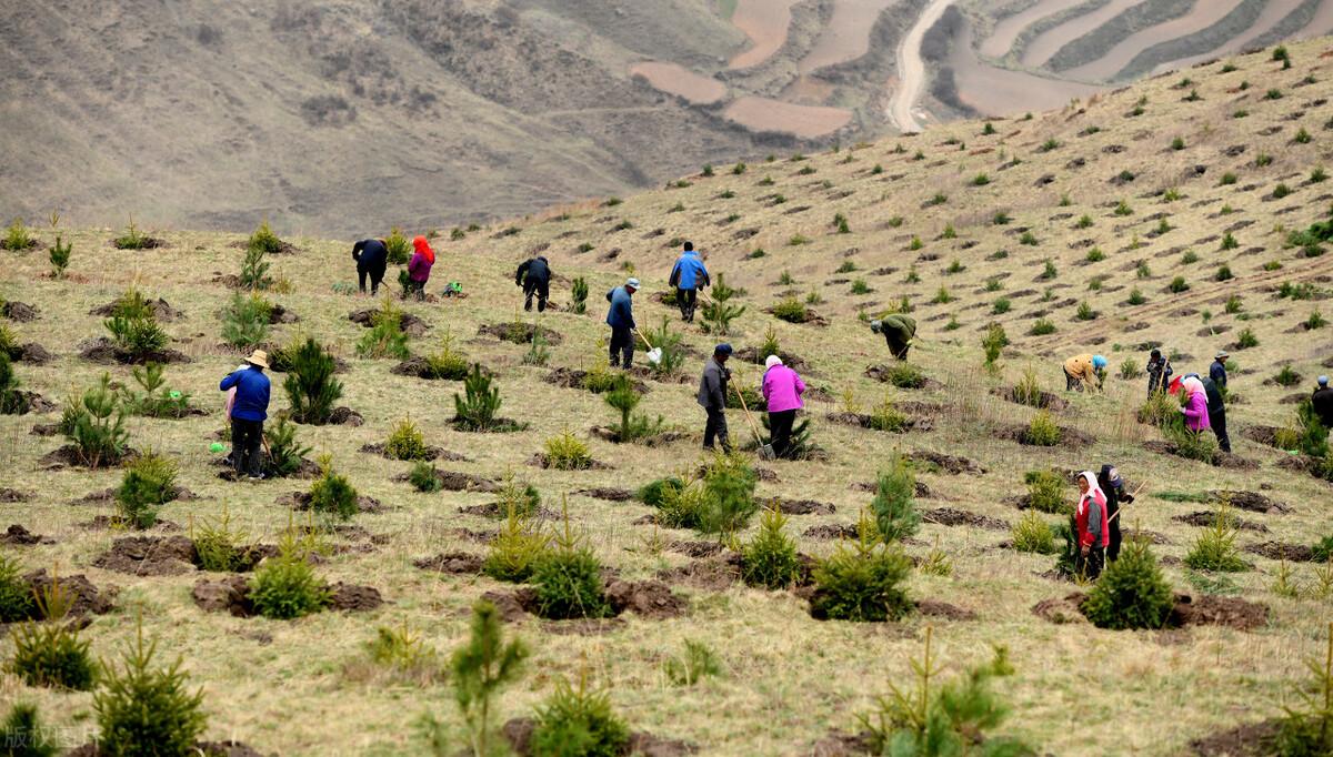 从"退耕还林"到"退林还耕",是形势所迫还是在"瞎折腾"?