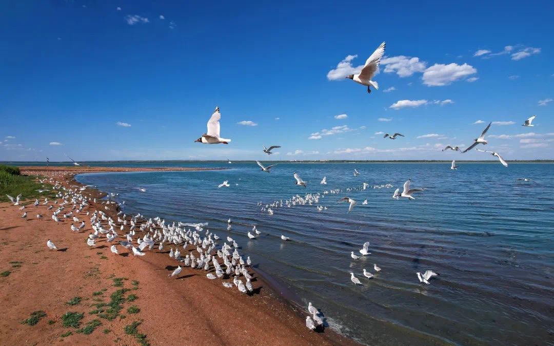 红碱淖成为陕西首个"国字号"重要湿地