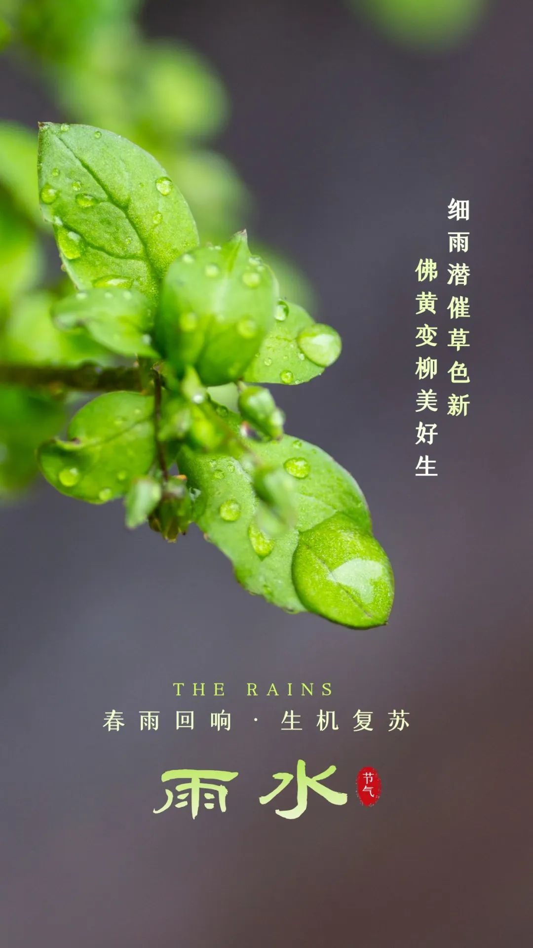 雨水圖片配圖海報文案大全,適合雨水發朋友圈的祝福語句子