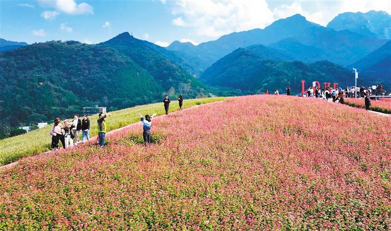 蓝田县九间房镇峪口村荞麦岭上——小小荞麦花开成了致富花