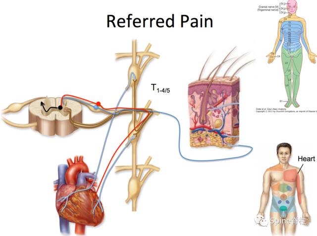 inguinal region图片