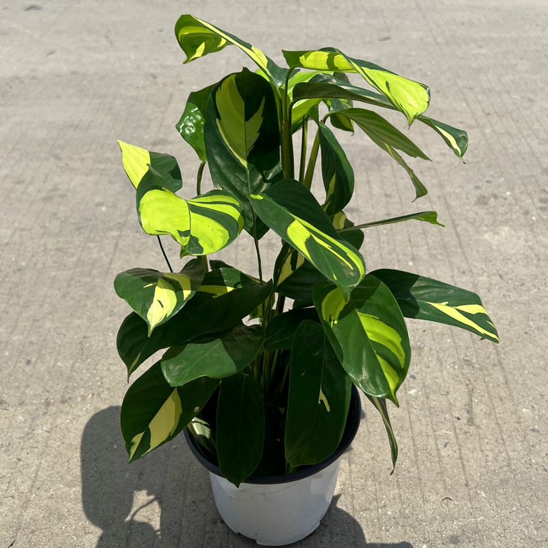 养植新手也能轻松上手的金梦竹芋养护指南