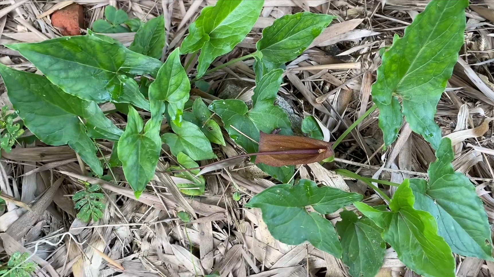 農村有一種植物,被老人稱之為消腫草,葉子像豬耳朵,你見過嗎?