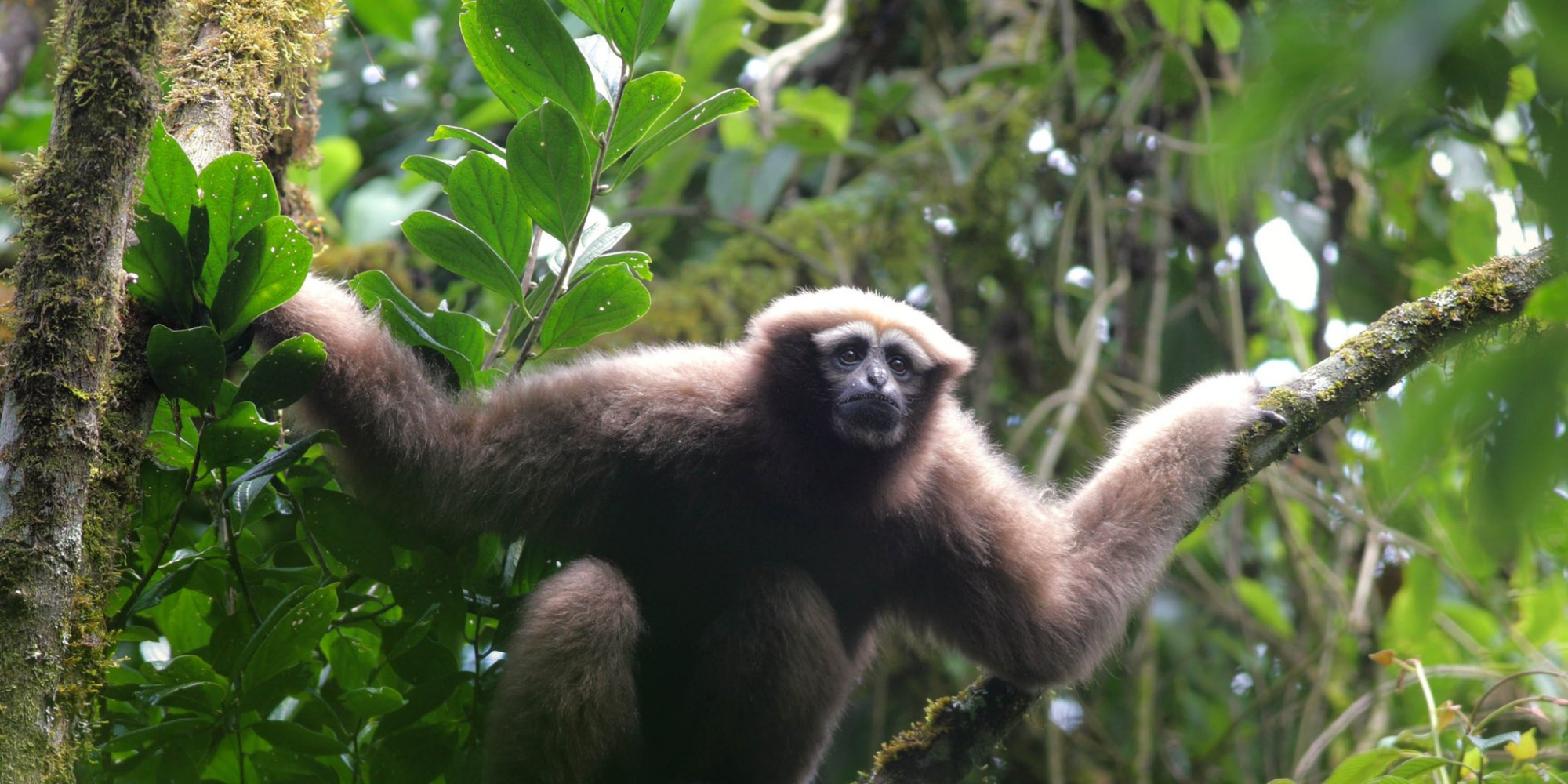 天行长臂猿,源自《周易》的名字,如何被媒体忽悠成《星战》的?