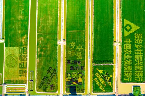 高清大图:烈日炎炎 稻渔空间稻田画观赏正当时