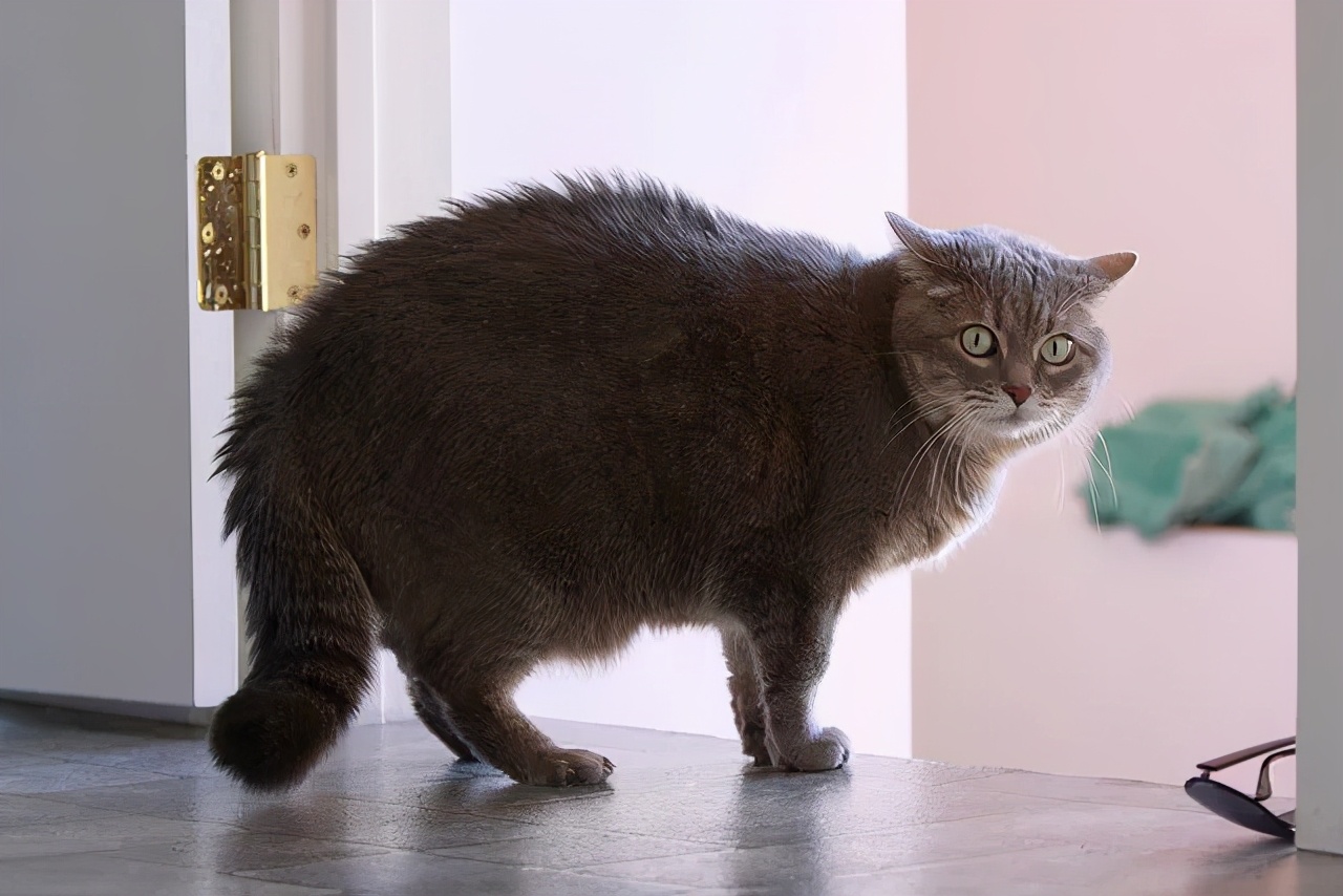 猫咪"拱背"的7个原因,你知道多少个?