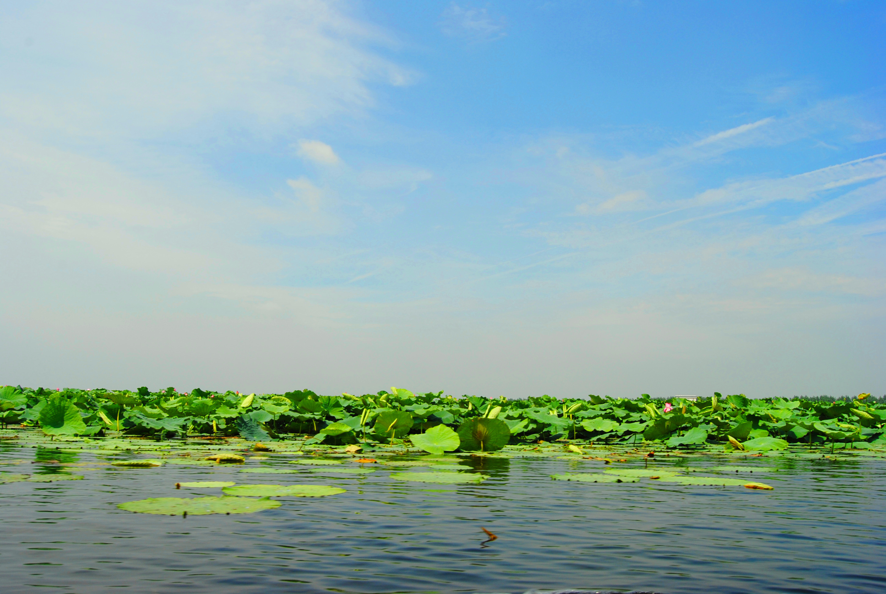洪湖一日游怎么安排,攻略全篇在这里