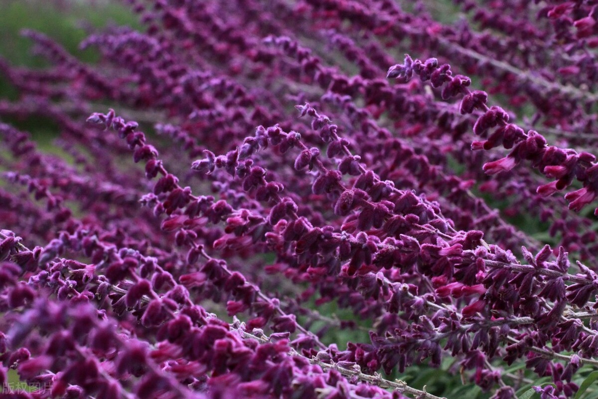 江苏南通,一片鼠尾草花海静静地盛开,迎来了一年中最美的观赏期