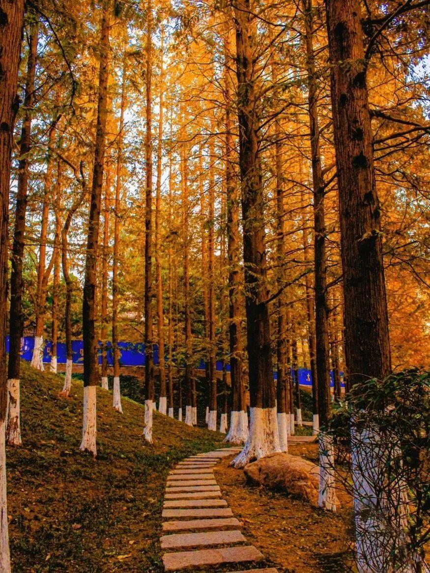 青岛这几片水杉林即将灿若朝霞