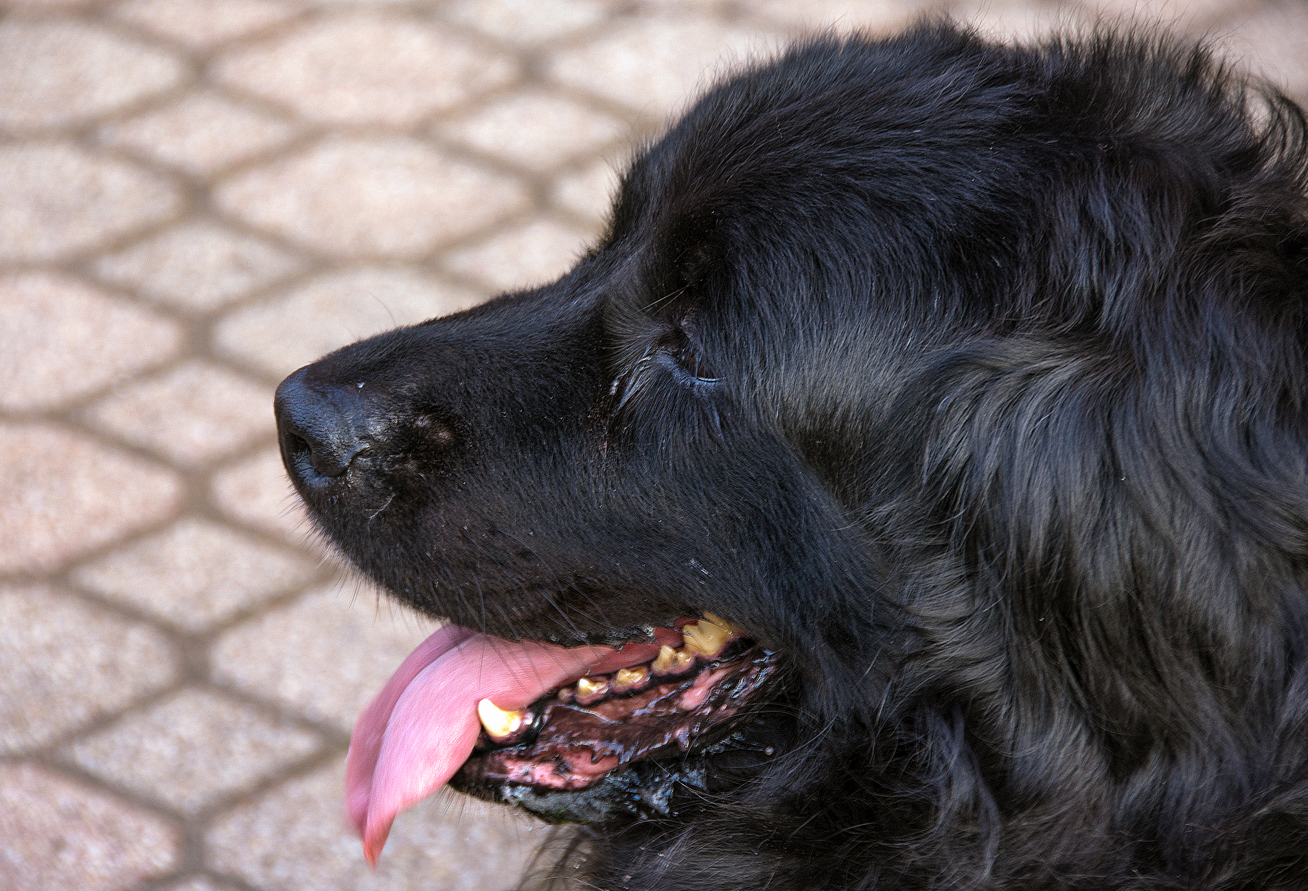 黑舌狗不好养吗?老祖宗的六句挑狗口诀,都是古人的经验之谈