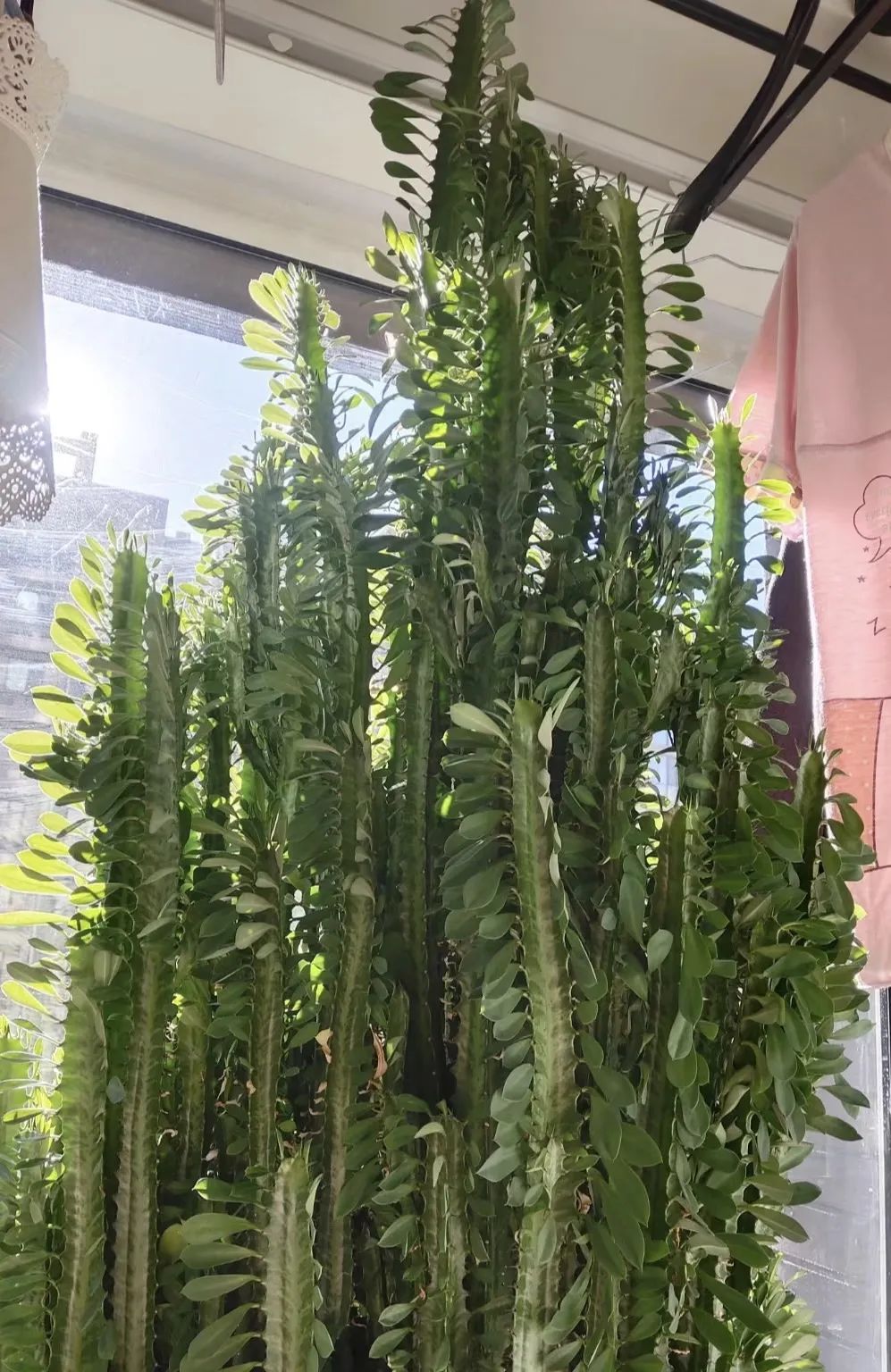 "丑花保平安",3种花再穷也要养一盆,镇宅驱邪,个个吉祥!