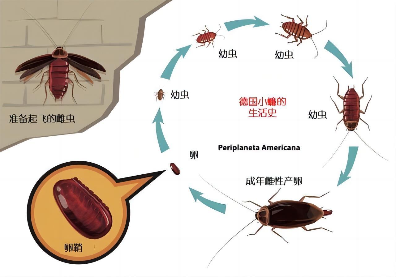 蟑螂各种阶段图片图片