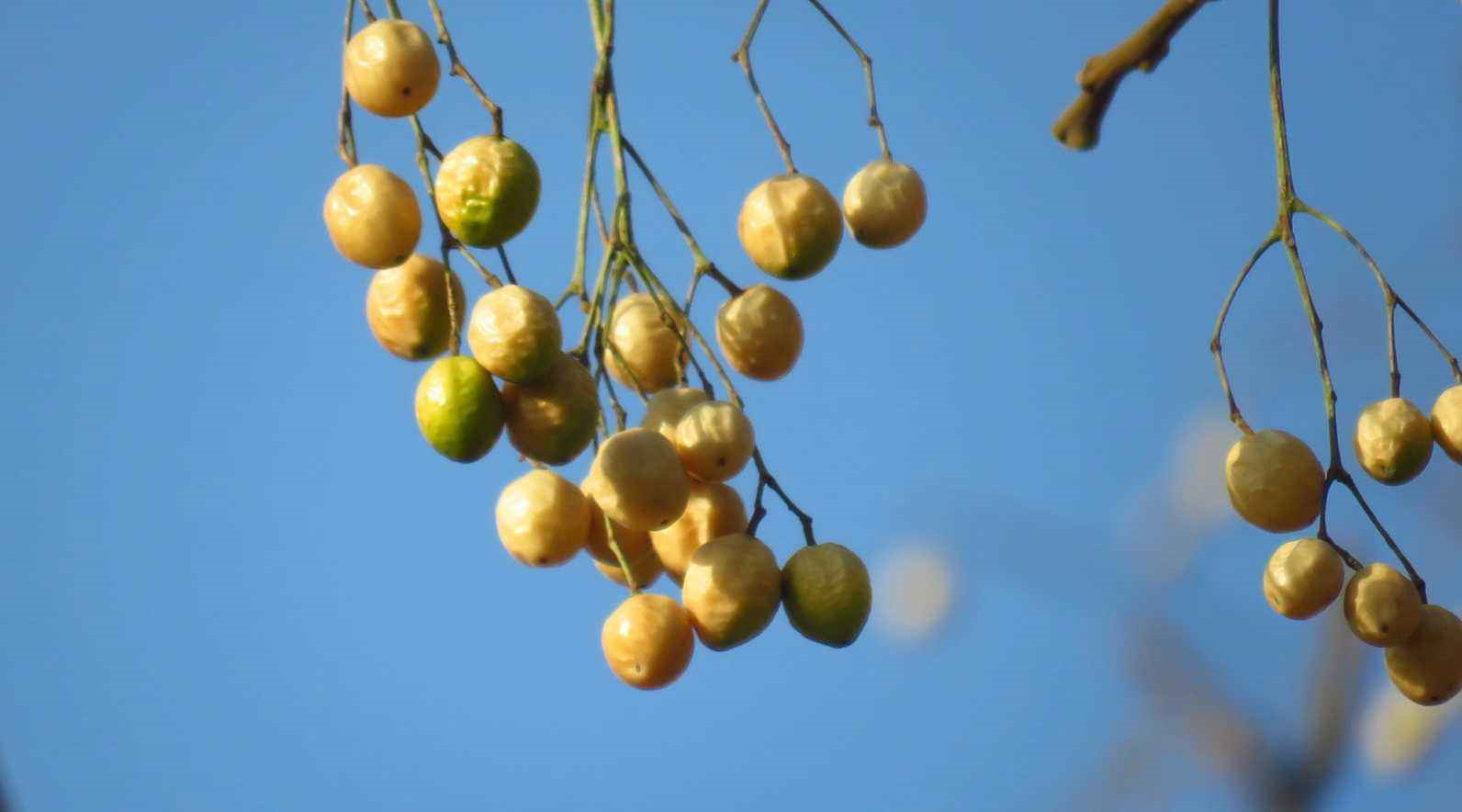 果实酷似羊屎蛋的树木,如今农村少见,却成为绿化界新宠