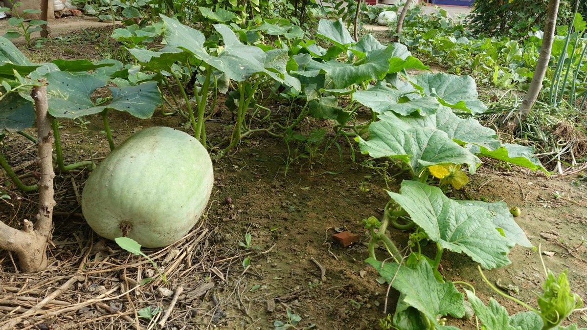 白瓜種植生長週期較短,選擇合適的環境栽植育苗穩定產量