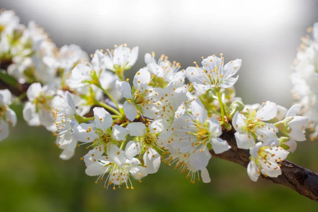 梅花果子|你可能认识它的花,但却不知道它的果!