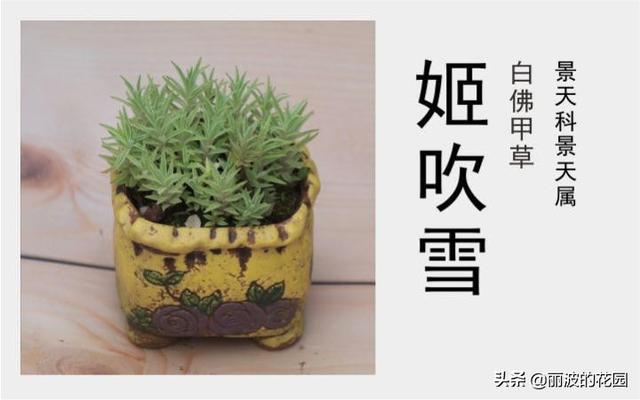 「姬吹雪」佛甲草的白斑锦品种,皮实好养叶针形多肉护盆草之一