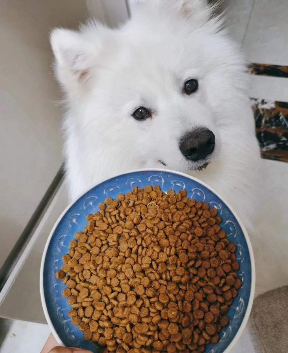 养"萨摩耶"才半年,我越来越讨厌狗了