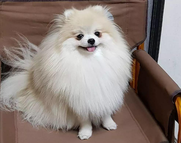 博美有这些特征,说明你养的是纯种的,但大多数都不是!