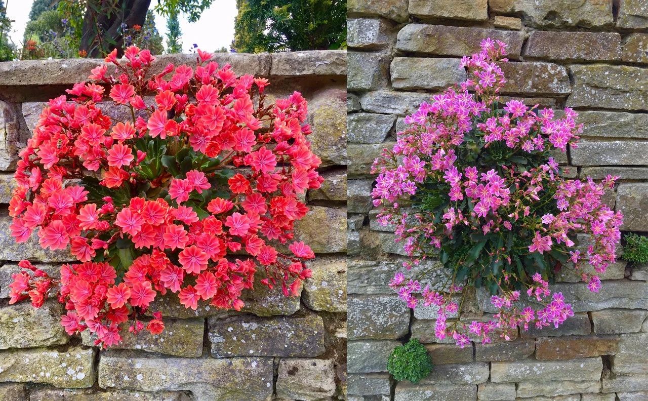可以养成多年生开花植物的露薇花,灿烂的花朵如同彩虹一般